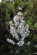 Load image into Gallery viewer, <i>Leptospermum continentale</i> Prickly Teatree