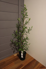 Load image into Gallery viewer, <i>Dodonaea vicosa ssp. spatulata</i> Sticky Hop-bush