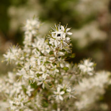 Load image into Gallery viewer, <i>Bursaria spinosa ssp. spinosa</i> Sweet Bursaria