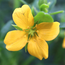 Load image into Gallery viewer, <i>Ropera billardierei</i> Coast Twinleaf <b>Bellarine Provenance</b>