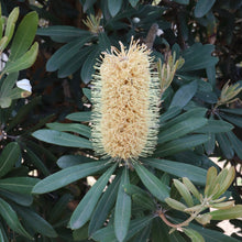 Load image into Gallery viewer, <i>Banksia Integrifolia</i> Coast Banksia