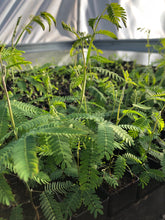 Load image into Gallery viewer, <i>Acacia melanoxylon</i> Blackwood