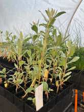 Load image into Gallery viewer, <i>Atriplex cinerea</i> Coast Saltbush