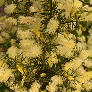 <i>Acacia verticillata ssp. verticillata</i> Prickly Moses