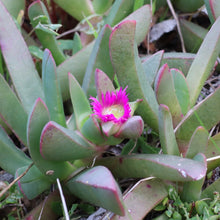Load image into Gallery viewer, <i>Carpobrotus modestus</i> Inland Noonflower <b>Bellarine Provenance</b>