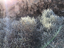 Load image into Gallery viewer, <i>Leucoophyta brownii</i> Cushion Bush