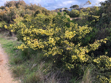 Load image into Gallery viewer, <i>Acacia verticillata ssp. verticillata</i> Prickly Moses