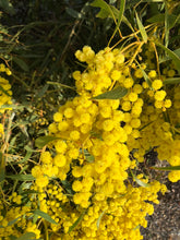 Load image into Gallery viewer, <i>Acacia pycnantha</i> Golden Wattle