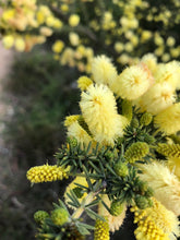 Load image into Gallery viewer, <i>Acacia verticillata ssp. verticillata</i> Prickly Moses