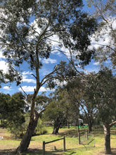 Load image into Gallery viewer, <i>Eucalyptus ovata</i> Swamp Gum