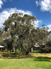 Load image into Gallery viewer, &lt;i&gt;Eucalyptus ovata&lt;/i&gt; Swamp Gum
