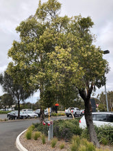Load image into Gallery viewer, <i>Acacia melanoxylon</i> Blackwood