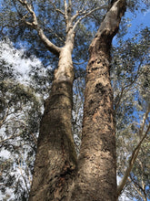 Load image into Gallery viewer, <i>Eucalyptus camaldulensis</i> River Red Gum