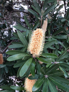 <i>Banksia Integrifolia</i> Coast Banksia