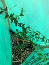 Load image into Gallery viewer, Plastic Plant Guards 20x Pack