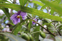 Load image into Gallery viewer, <i>Solanum laciniatum</i> Large Kangaroo Apple