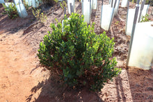 Load image into Gallery viewer, <i>Goodenia ovata</i> Hop Goodenia