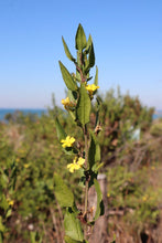 Load image into Gallery viewer, <i>Goodenia ovata</i> Hop Goodenia