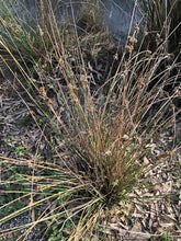 Load image into Gallery viewer, <i>Juncus krausii ssp. australiensis</i> (Sea Rush)