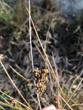 Load image into Gallery viewer, <i>Juncus krausii ssp. australiensis</i> (Sea Rush)