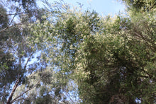 Load image into Gallery viewer, Clematis microphylla