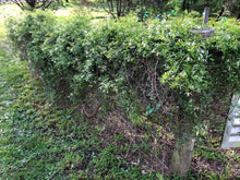 Load image into Gallery viewer, Clematis microphylla
