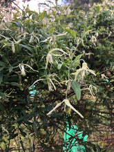Load image into Gallery viewer, Clematis microphylla