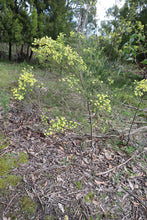 Load image into Gallery viewer, <i>Acacia verticillata ssp. verticillata</i> Prickly Moses
