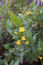 Load image into Gallery viewer, <i>Goodenia ovata</i> Hop Goodenia