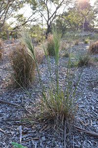 <i>Dichelachne rara</i> Common Plume Grass