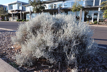 Load image into Gallery viewer, <i>Leucoophyta brownii</i> Cushion Bush