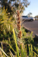 Load image into Gallery viewer, <i>Lomandra longifolia</i> Spiny-headed Mat-rush