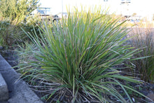 Load image into Gallery viewer, <i>Lomandra longifolia</i> Spiny-headed Mat-rush