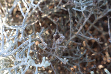 Load image into Gallery viewer, <i>Leucoophyta brownii</i> Cushion Bush