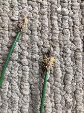 Load image into Gallery viewer, <i>Eleocharis acuta</i> Common Spike-sedge