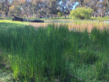 Load image into Gallery viewer, &lt;i&gt;Eleocharis acuta&lt;/i&gt; Common Spike-sedge
