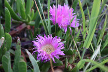 Load image into Gallery viewer, <i>Carpobrotus rossii</i> Karkalla <b>Bellarine Provenance</b>