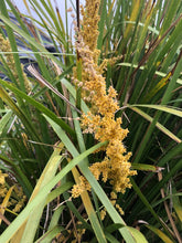 Load image into Gallery viewer, <i>Lomandra longifolia</i> Spiny-headed Mat-rush
