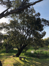 Load image into Gallery viewer, &lt;i&gt;Acacia mearnsii&lt;/i&gt; Black Wattle
