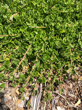 Load image into Gallery viewer, &lt;i&gt;Tetragonia implexicoma&lt;/i&gt; Bower Spinach &lt;b&gt;Bellarine Provenance&lt;/b&gt;
