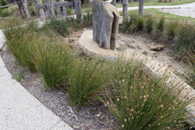 Load image into Gallery viewer, <i>Ficinia nodosa</i> Knobby Club-rush