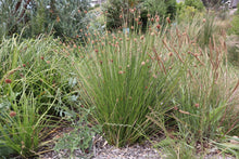 Load image into Gallery viewer, <i>Ficinia nodosa</i> Knobby Club-rush