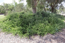 Load image into Gallery viewer, <i>Rhagodia candolleana ssp. candolleana</i> Seaberry Saltbush