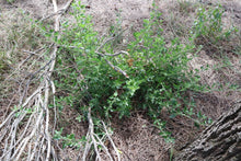 Load image into Gallery viewer, &lt;i&gt;Rhagodia candolleana ssp. candolleana&lt;/i&gt; Seaberry Saltbush
