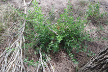 Load image into Gallery viewer, <i>Rhagodia candolleana ssp. candolleana</i> Seaberry Saltbush