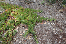 Load image into Gallery viewer, <i>Carpobrotus rossii</i> Karkalla <b>Bellarine Provenance</b>