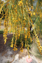 Load image into Gallery viewer, &lt;i&gt;Viminaria juncea&lt;/i&gt; Golden Spray
