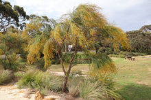 Load image into Gallery viewer, <i>Viminaria juncea</i> Golden Spray