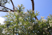 Load image into Gallery viewer, <i>Bursaria spinosa ssp. spinosa</i> Sweet Bursaria