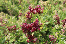Load image into Gallery viewer, <i>Rhagodia candolleana ssp. candolleana</i> Seaberry Saltbush